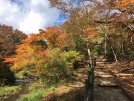 紅葉で色づく庭園散策路